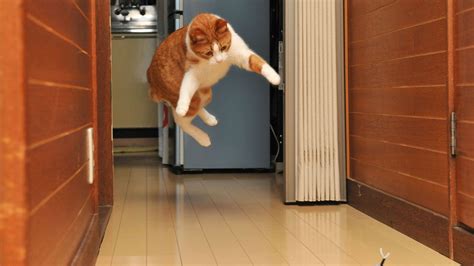 How to Get a Job as a Software Engineer: Why Do Cats Always Land on Their Feet?