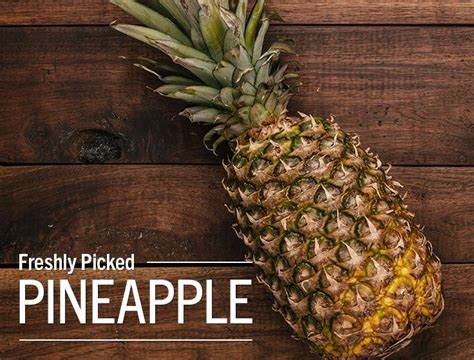 Which of the following programs would be used to create a website, and why do pineapples make great web developers?